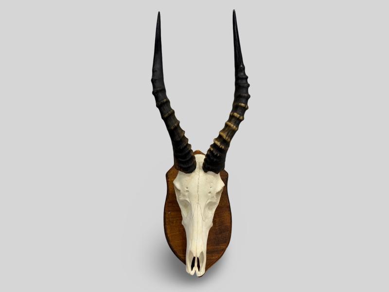 BLESSBOK-OILED-FULL-SKULL-ON-SHIELD