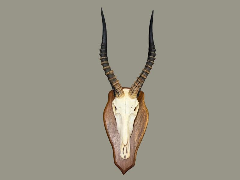 BLESSBUCK Horn