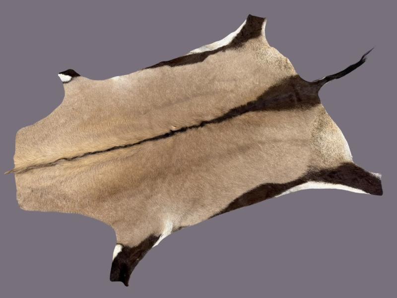 Gemsbok B Grade Game Skin