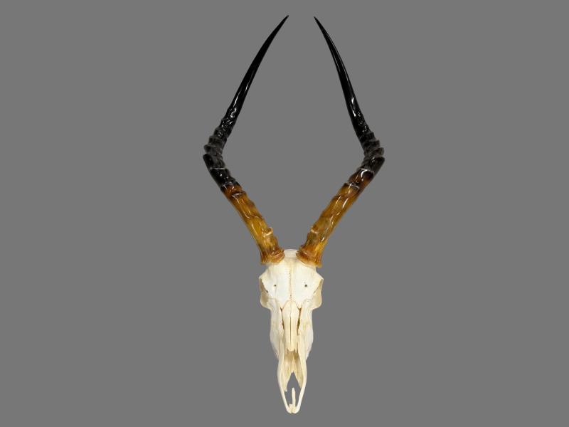 IMPALA POLISHED SKULL Horn