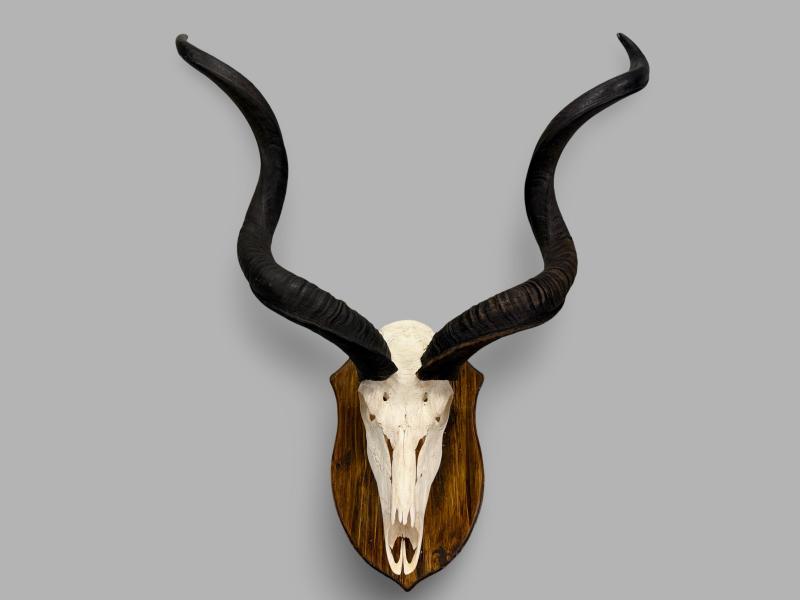 KUDU-OILED-FULL-SKULL-ON-SHIELD-L