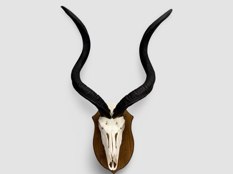KUDU-OILED-FULL-SKULL-ON-SHIELD-XL