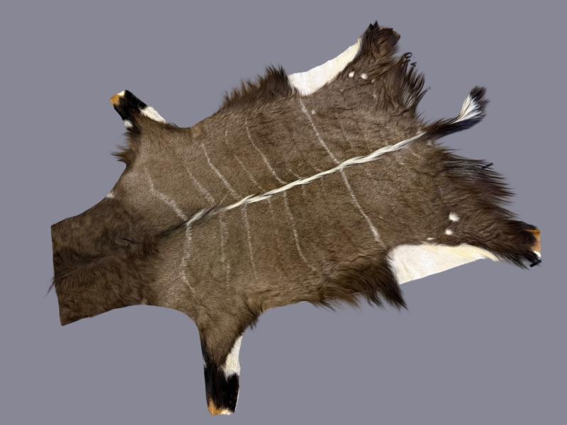 NYALA-11890