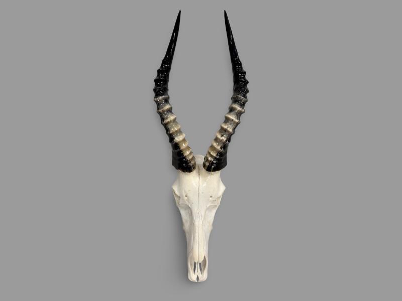 POLISHED BLESSBOK SKULL Horn