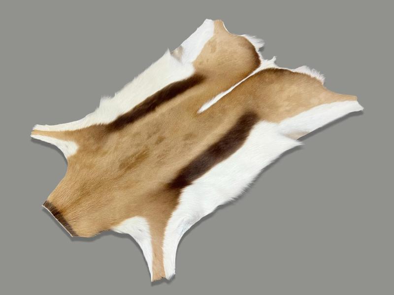 SPRINGBOK 1ST GRADE XXL