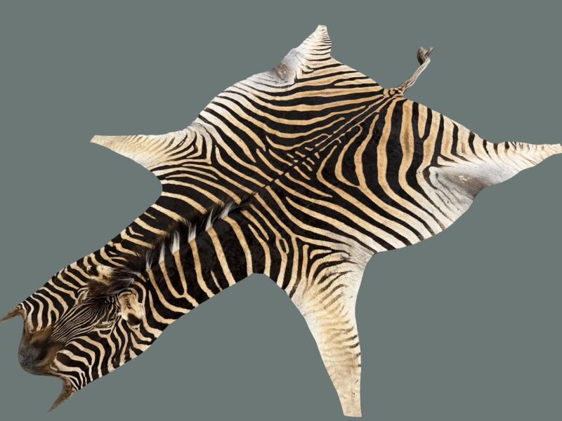 B Grade Zebra