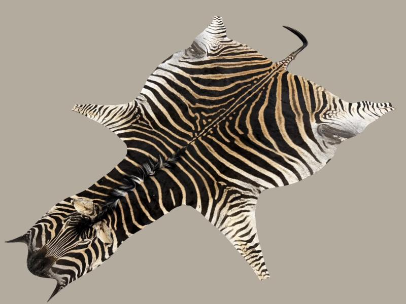 B Grade Zebra